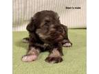 Schnauzer (Miniature) Puppy for sale in Smithville, MS, USA