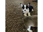 Pembroke Welsh Corgi Puppy for sale in Cookville, TX, USA