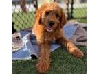 Girl mini F1b goldendoodle