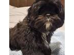 Shih Tzu Puppy for sale in Bullhead City, AZ, USA