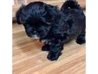 Shih Tzu Puppy for sale in Bullhead City, AZ, USA