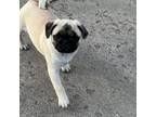 Pug Puppy for sale in Churubusco, IN, USA