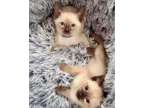 Amazing Siamese Kittens