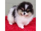 Pomeranian Puppy for sale in San Luis Obispo, CA, USA