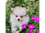 Pomeranian Puppy for sale in Eatonville, WA, USA