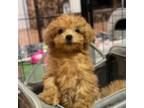 Akc/ckc toy poodle