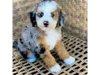Mutt Puppy for sale in Salt Lake City, UT, USA
