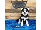 Umar