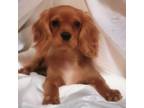 Cavalier King Charles Spaniel Puppy for sale in Stilwell, OK, USA