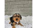 Yorkshire Terrier Puppy for sale in Indianapolis, IN, USA