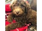 Goldendoodle Puppy for sale in Vale, OR, USA