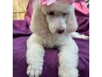 Pink AKC Standard Poodle