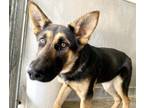 Adopt SALLY O'MALLEY a German Shepherd Dog