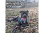 Adopt Storm a Pit Bull Terrier