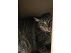 Adopt Ket a American Shorthair, Domestic Short Hair