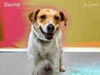 Adopt SIENNA a Mixed Breed