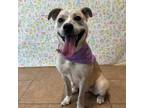 Adopt Ethyl a Mixed Breed