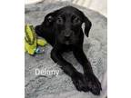 Adopt Delaney a Labrador Retriever, Mixed Breed