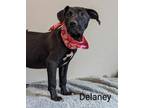 Adopt Delaney a Labrador Retriever, Mixed Breed