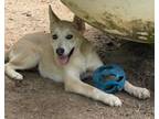 Adopt Piper a Shepherd, Mixed Breed