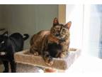 Adopt Alaina-Very Shy a Domestic Short Hair