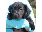 Adopt Venus 39278 a Black Labrador Retriever, Spaniel