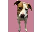 Adopt Sunday a Pit Bull Terrier
