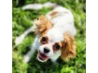 Cavalier King Charles Spaniel Puppy for sale in Stilwell, OK, USA