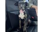 Adopt Stirling a Mixed Breed