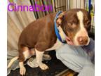 Adopt Cinnabon a Pit Bull Terrier, Collie