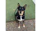 Adopt RAYNA a Australian Cattle Dog / Blue Heeler, Australian Shepherd