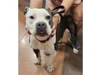Adopt UDON a Pit Bull Terrier