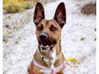 Adopt JENA* a German Shepherd Dog, Mixed Breed