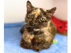 Adopt CLEMENTINE a Domestic Short Hair