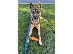 Adopt Ally a German Shepherd Dog