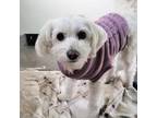 Adopt Snow a Maltipoo