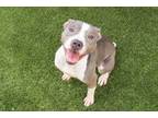 Adopt ZARA a Pit Bull Terrier