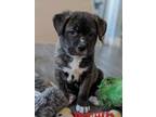 Adopt Boudicca a Australian Shepherd, American Staffordshire Terrier