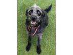 Adopt Titi a Schnauzer, Wirehaired Terrier
