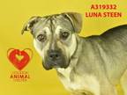 Adopt LUNA STEEN a German Shepherd Dog, Rottweiler