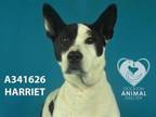 Adopt HARRIET a Border Collie, Mixed Breed