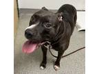 Adopt Blu a Pit Bull Terrier