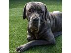 Adopt BELUGA a Cane Corso