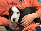 Adopt Nellie a American Staffordshire Terrier, Bull Terrier