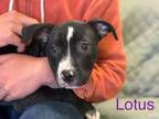 Adopt Lotus a American Staffordshire Terrier, Bull Terrier