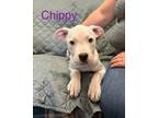 Adopt Chippy a American Staffordshire Terrier, Bull Terrier
