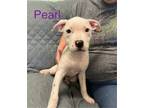 Adopt Pearl a American Staffordshire Terrier, Bull Terrier