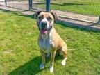 Adopt PERRY a Boxer, Mixed Breed