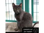 Adopt Humperdink a Domestic Medium Hair