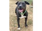 Adopt JAMIE a Pit Bull Terrier